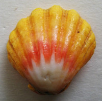 Bractechlamys langfordi 1)  (Dall, Bartsch & Rehder, 1938)   Sunrise Shell (Mušle východu slunce)